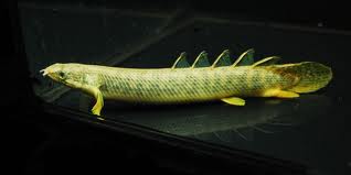 Ikan Naga