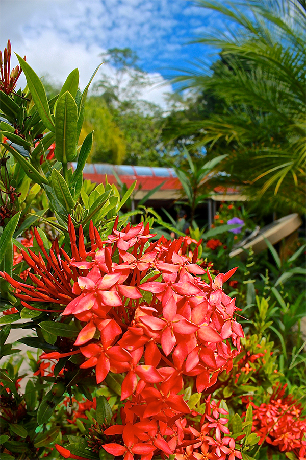 Red flowers on the grounds outside the gift shop at Rio