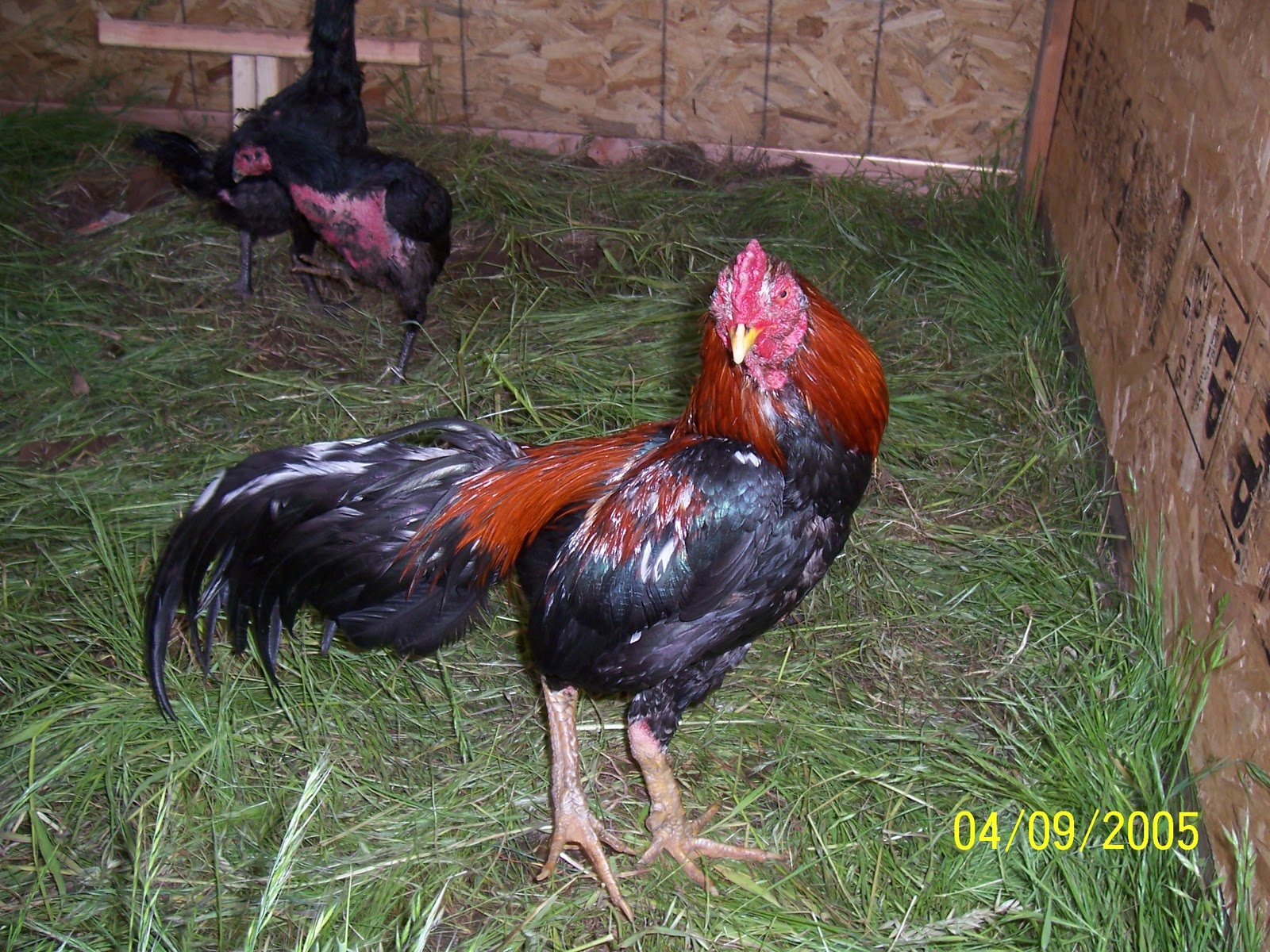 Things I like to do Thailand Game Fowl