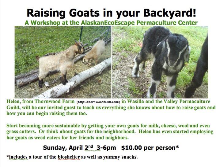 Life Alaskan Style Goats Lead To Other Interesting Things