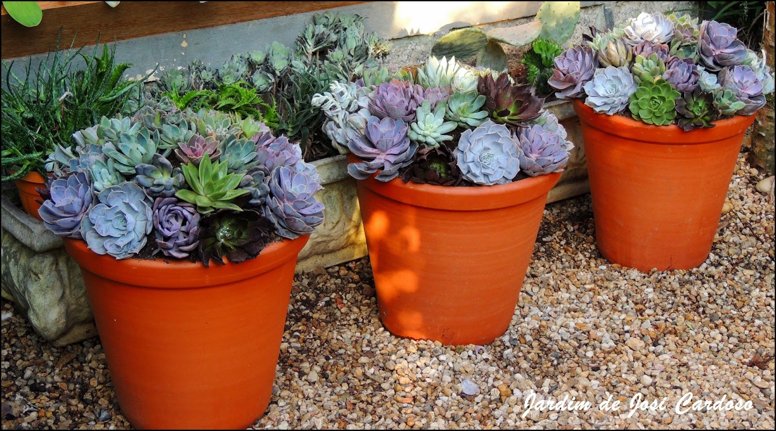 mini jardim de suculentas passo a passo:Jardim de Josi Cardoso: Passo a Passo “Falsa – Topiaria com Suculentas mini jardim de suculentas passo a passo:Jardim de Josi Cardoso: Passo a Passo “Falsa – Topiaria com Suculentas