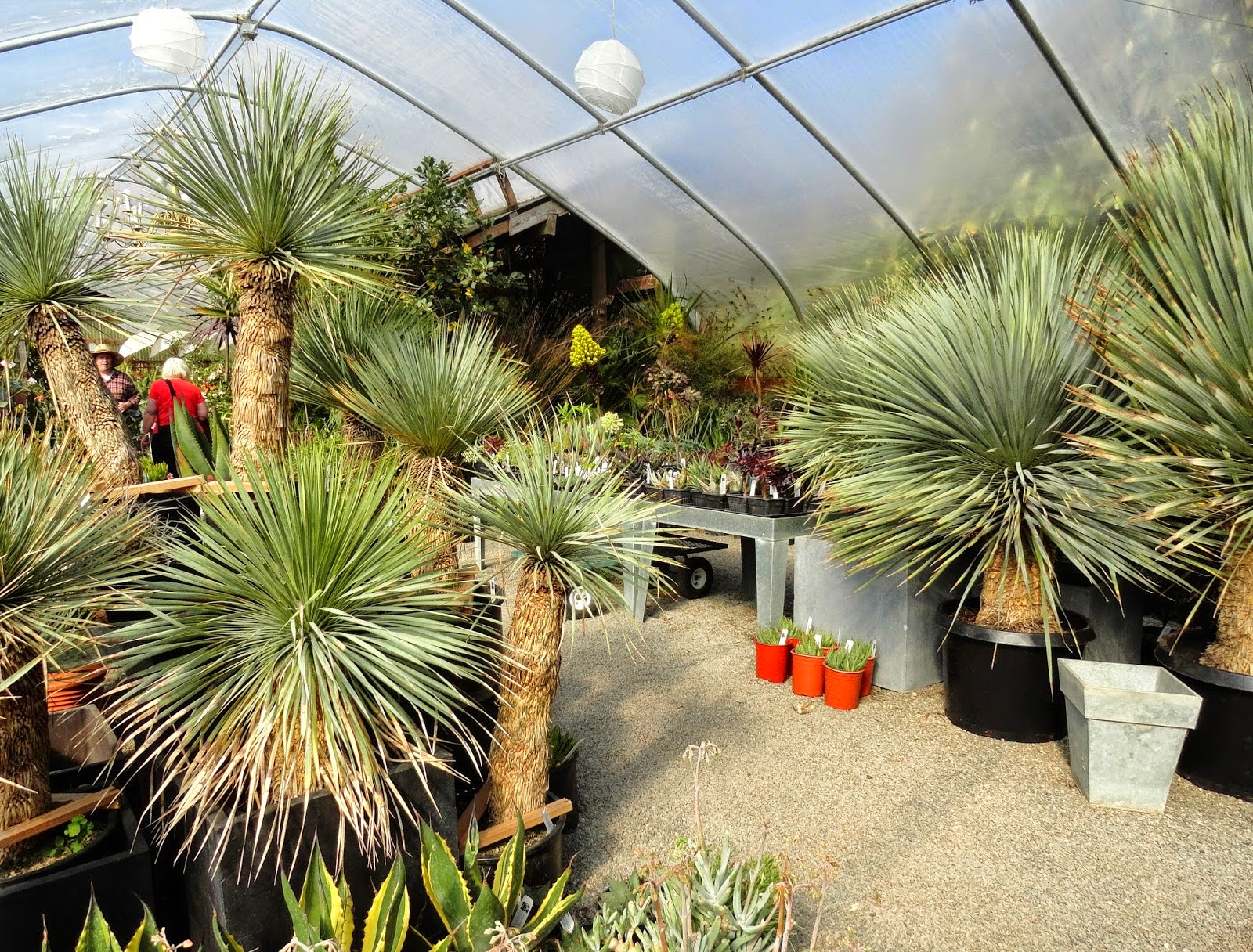 Garden Bloggers Fling Fling Preview Cistus Nursery