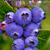 Blueberries in Your Backyard - Free Kindle Non-Fiction