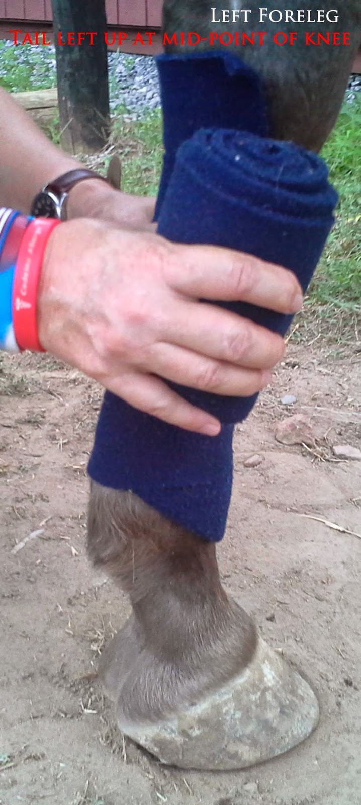 Trinity Appaloosa Farm Tracy Meisenbach Proper leg wrapping. Why is something so easy, so hard?