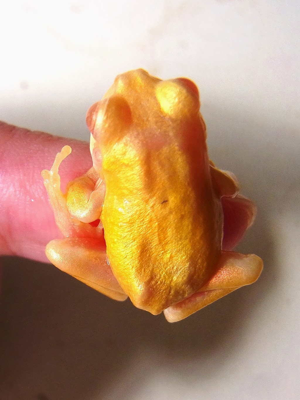 東海道のカエルのブログ アルビノさん ３ アマガエル