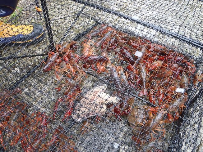 釣り好きによる地元の海の観察日記 三浦半島横須賀市浦賀の釣り情報 ザリガニ