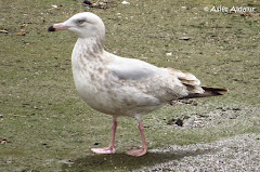 (Larus Smithsonianus)American herring gull / Gaviota argentea Americana / Ameriketako Kaio hauskara