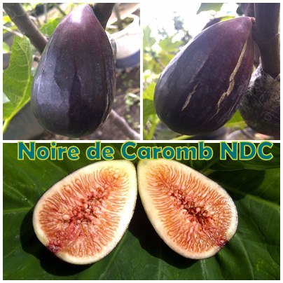 jual bibit pohon tin 081331952345 bibit buah tin jenis jual bibit pohon tin 081331952345 bibit buah tin jenis