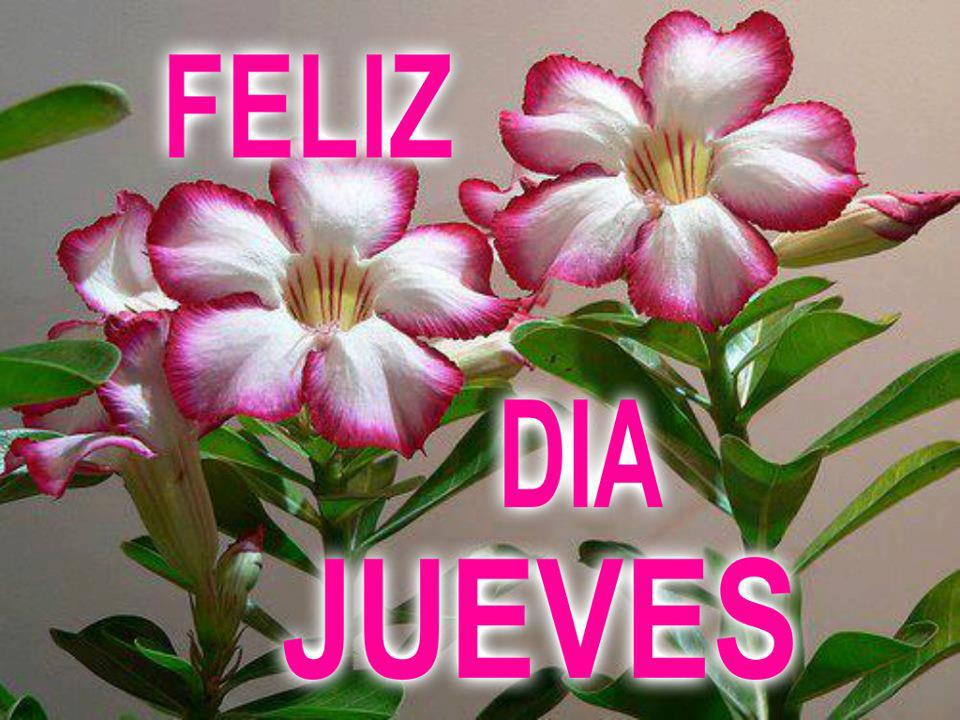 con flores - Imagenes con Frases, Fotos y Carteles para Compartir con flores - Imagenes con Frases, Fotos y Carteles para Compartir