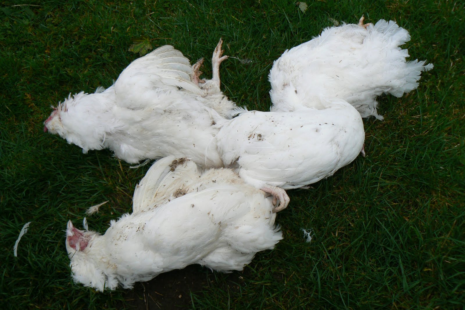 rare hens
