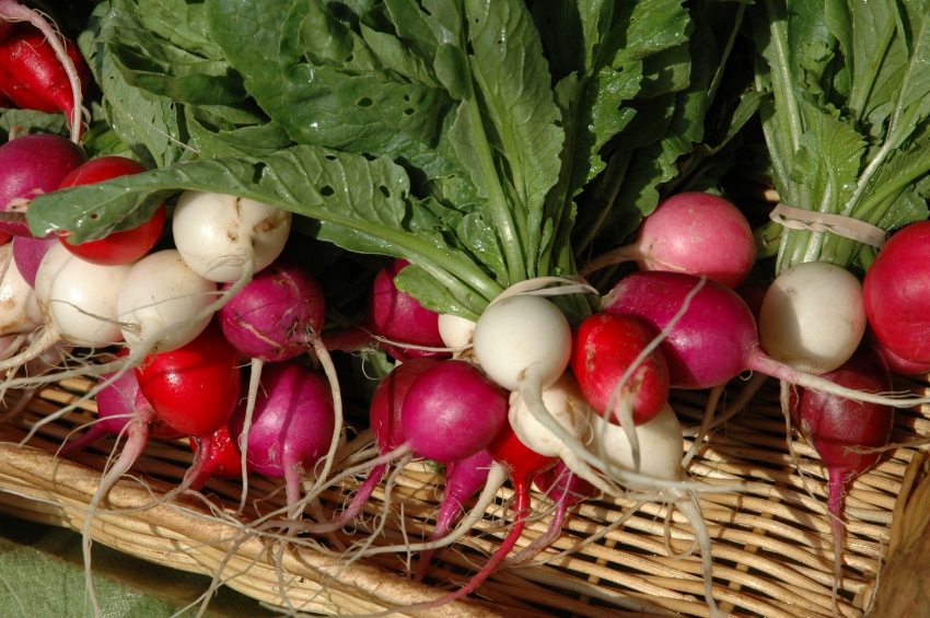 radish pics