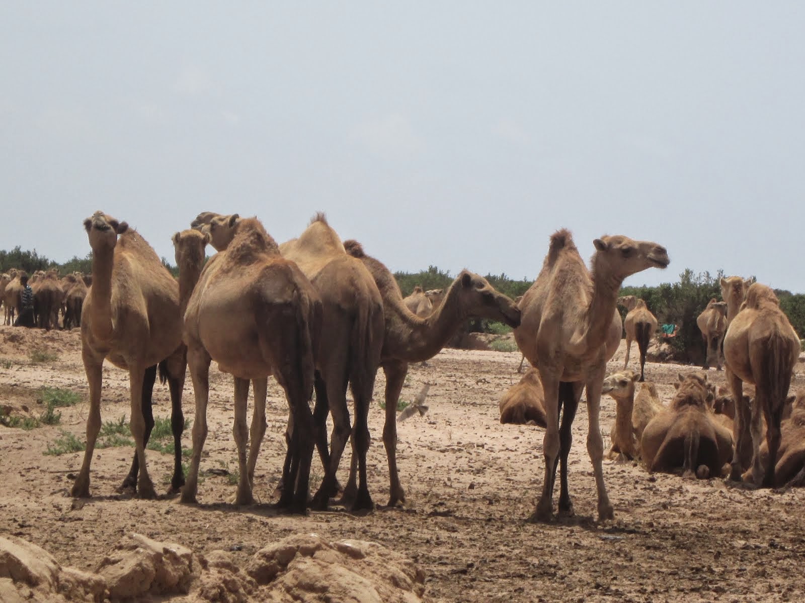 Wild camel herd, Somaliland desert route, 27 hours in 4WD !