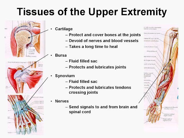 Blood Supply, Venous drainage, surface anatomy and Nerve supply to