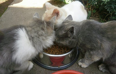 Gatos comiendo pienso
