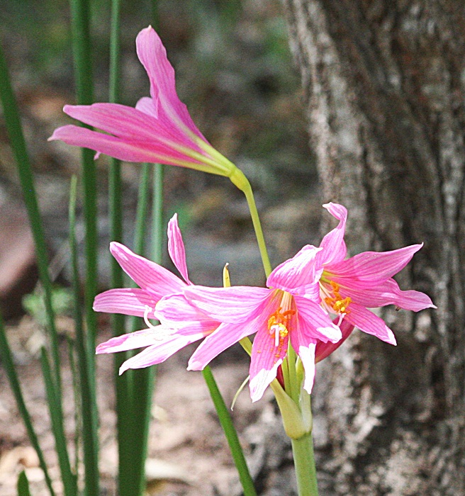 Gardening With Nature Wordless Wednesday Oxblood lilies, AKA