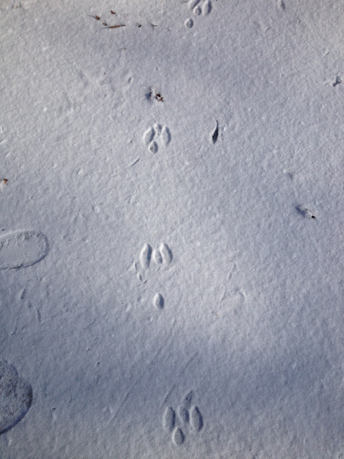 Dreaming in Red White and Blue Deer Tracks
