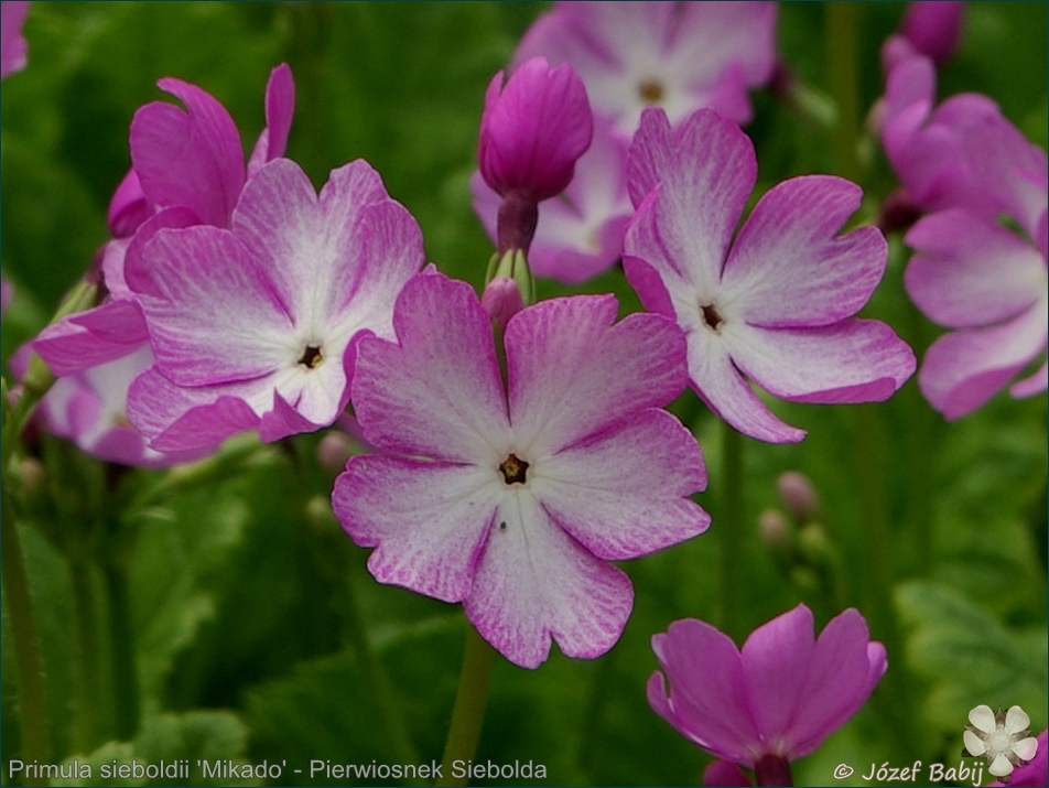 Primula sieboldii 'Mikado' - Pierwiosnek Siebolda