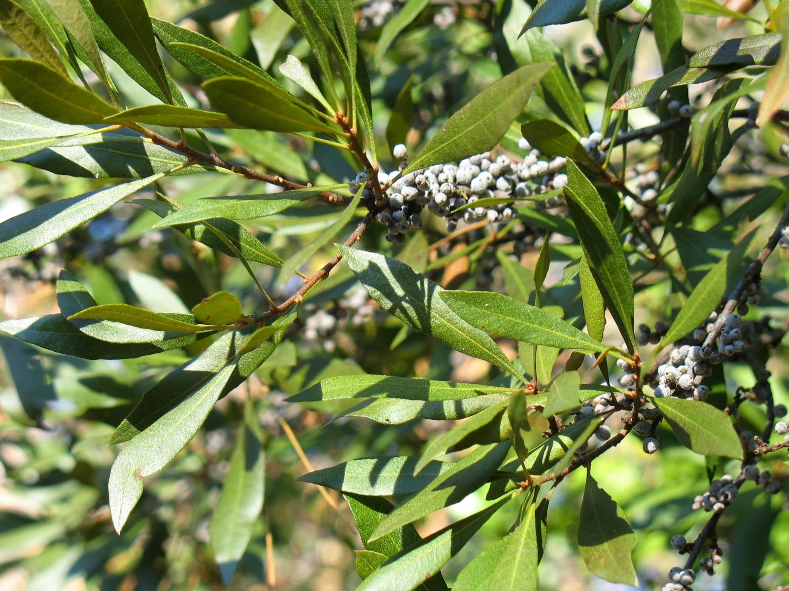 Using Native Plants November 2013
