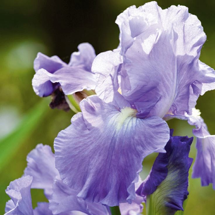 the garden Bloom and Bloom Again