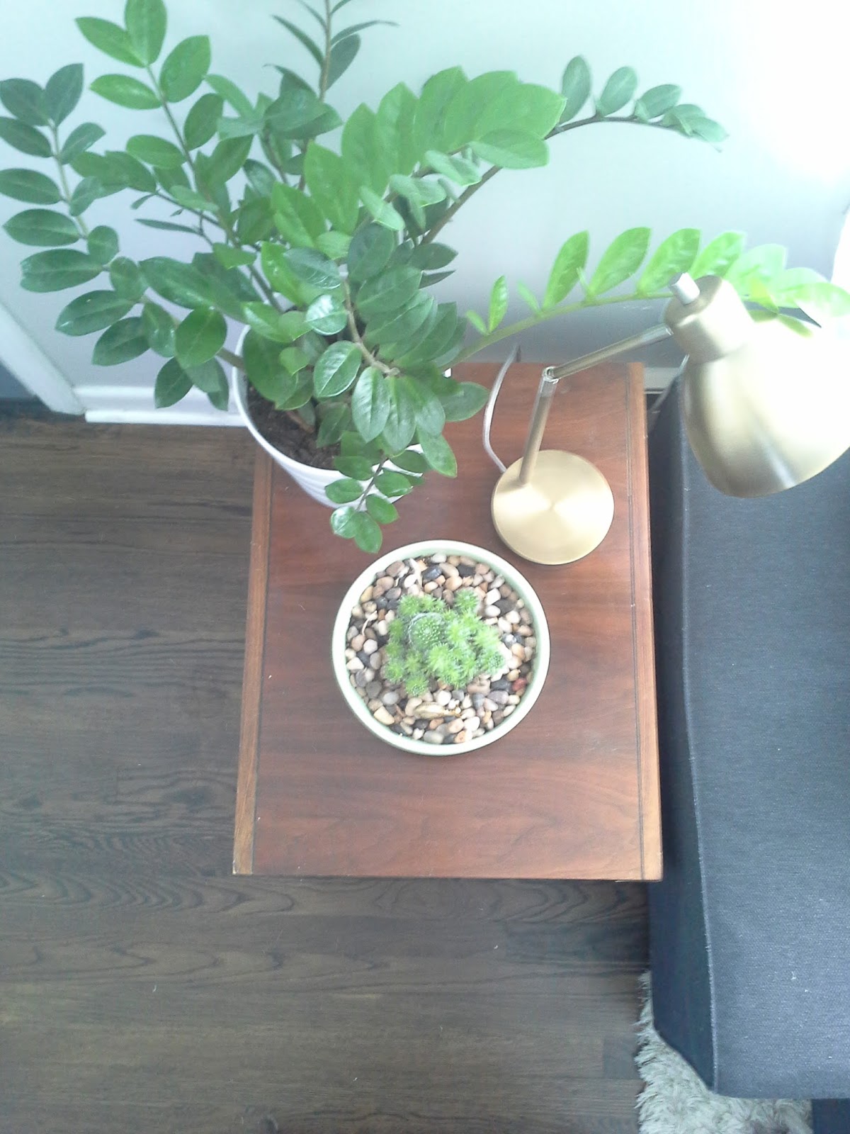 Lilly's Home Designs Adding New House Plants