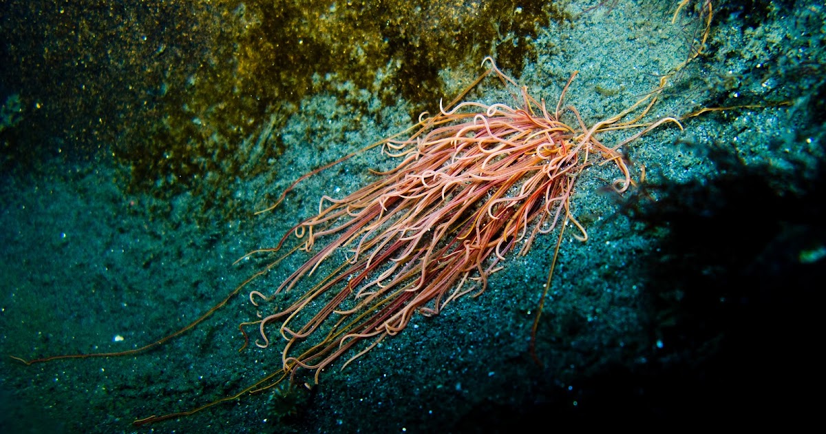Real Monstrosities Spaghetti Worms and Spaghettier Worms