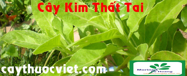 Cây kim thất tai