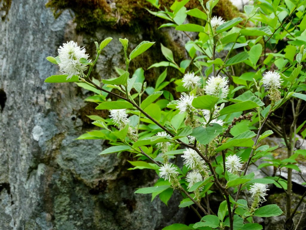 Hagtorpet Blommande Buskar