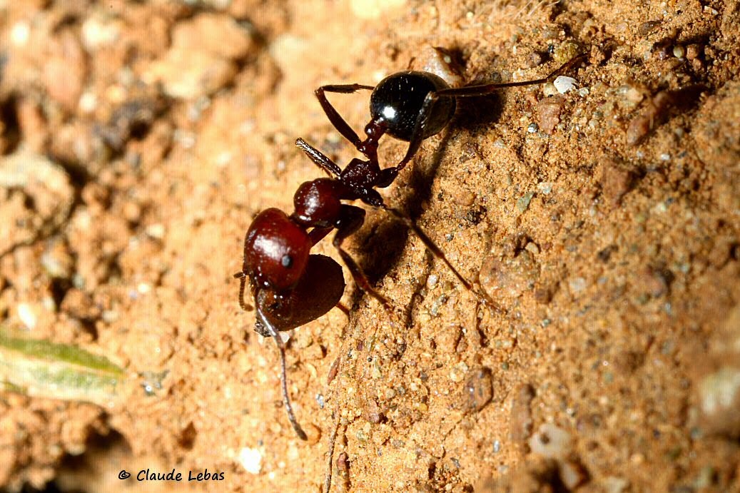 fourmis du genre Messor Messor minor