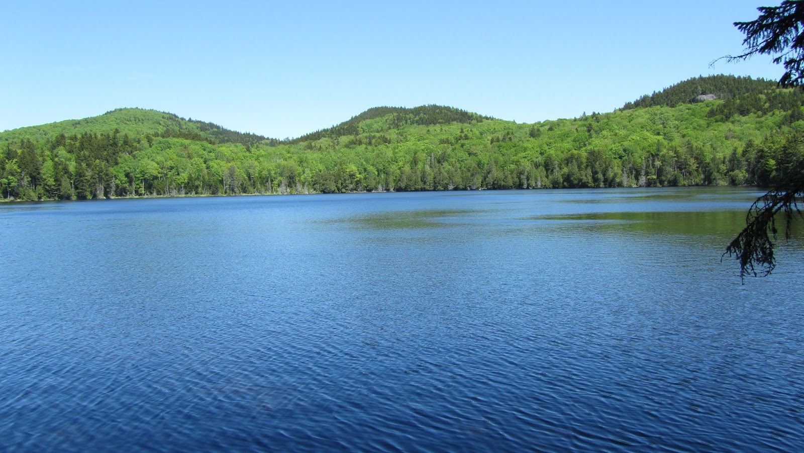 Tomcat's Outdoor Adventures Little Moose and the Tale of Two Beavers
