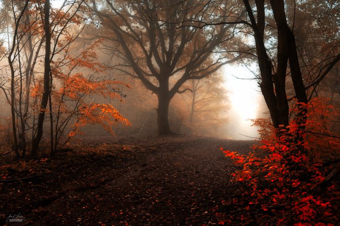 Осенние пейзажи. Janek Sedlar (фотограф)