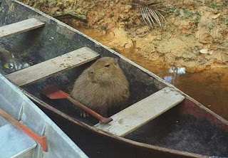 Latest Funny Pictures: Funny Capybara