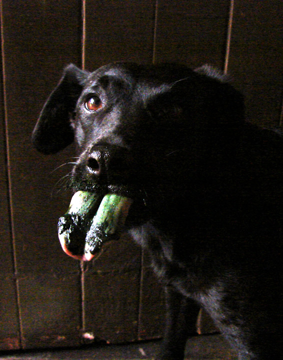 Dog Blog Spirulina