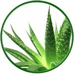 Por qué deberías congelar el aloe vera