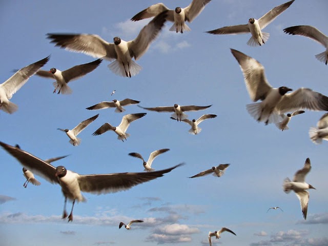 NATIONAL BIRD WATCHING DAY