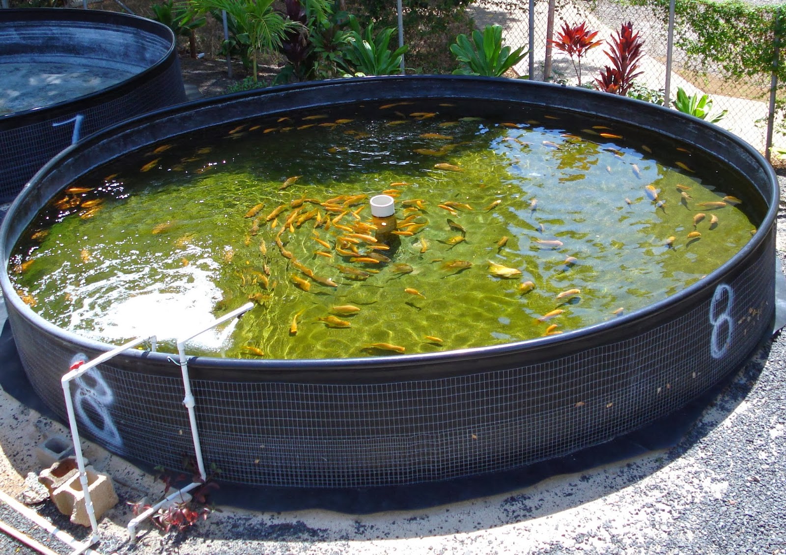 Today Aqua: Fish in aquaponic system