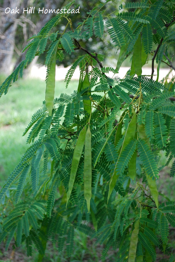 The Story of a Mimosa Tree Oak Hill Homestead