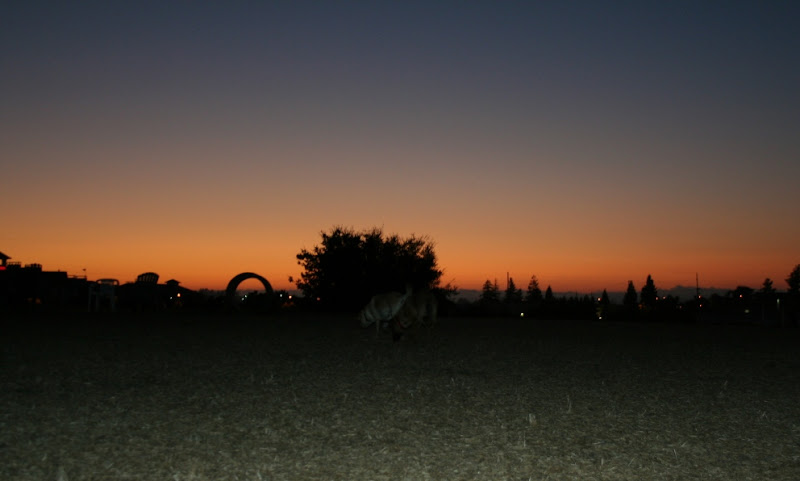 silhouetted skyline of trees with one big bush in the center, you can just make out the dogs in front of the bush