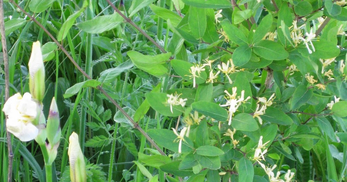 Think Global, Garden Local Invasive Bush Honeysuckle