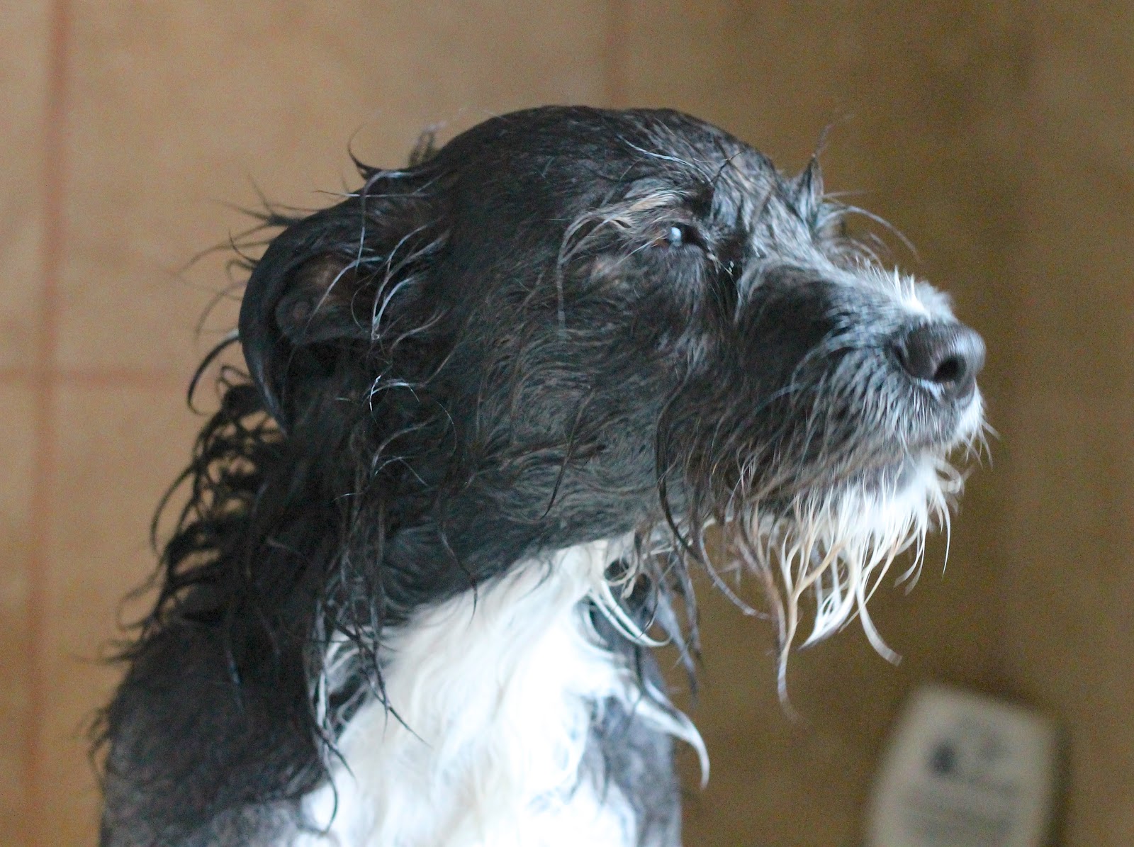 Where Your Treasure Is: How to De-Skunk Your Dog; A Remedy that Really