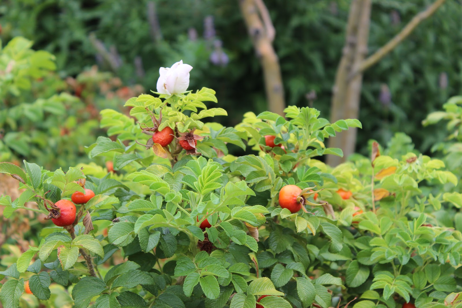 Garden Life