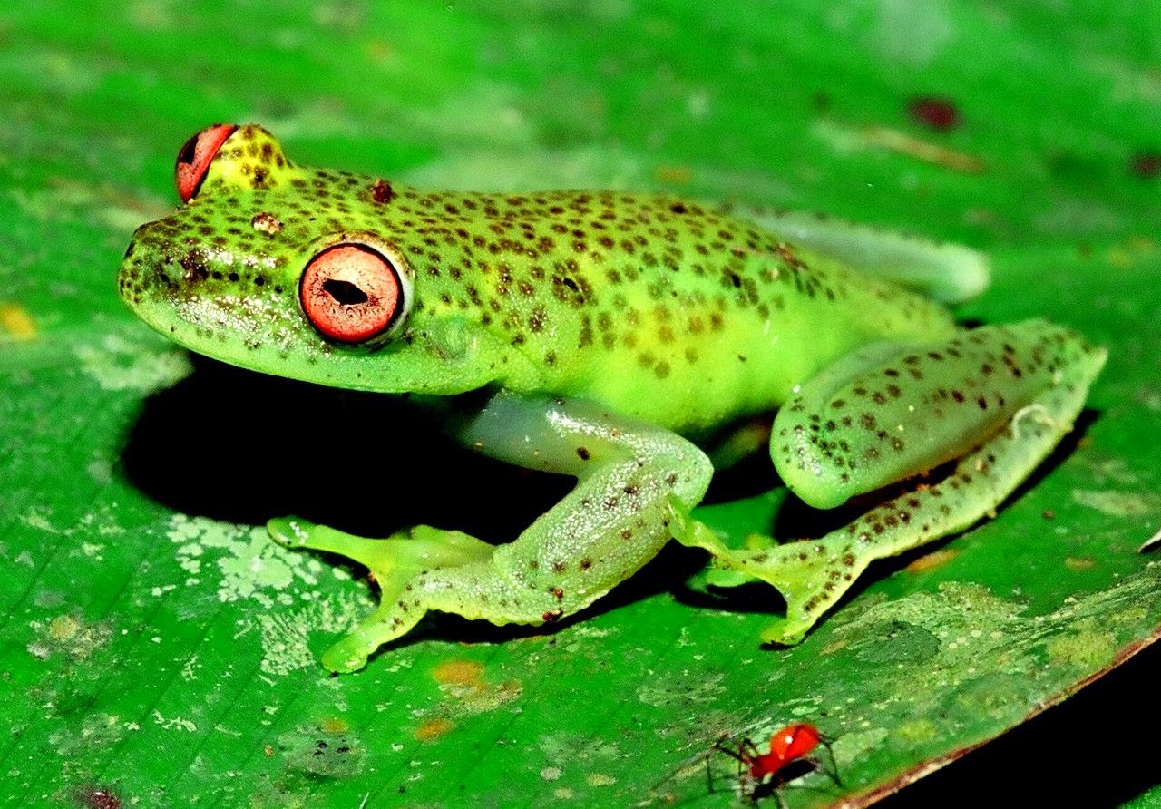 Instituto Rã-bugio para Conservação da Biodiversidade