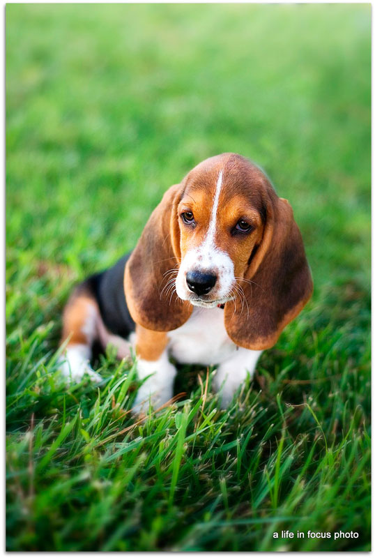 Dog Cute Dog Basset Hound Health Problems and Raising a Basset Hound