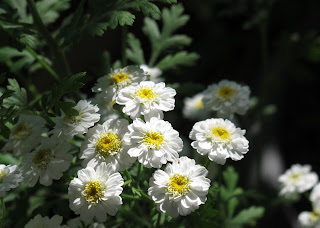 Tahir Harimi Balcioglu Turk Tarihinde Mezhep Cereyanlari Mukaddeme Hilmi Ziya Ulken By Yuceltr Issuu