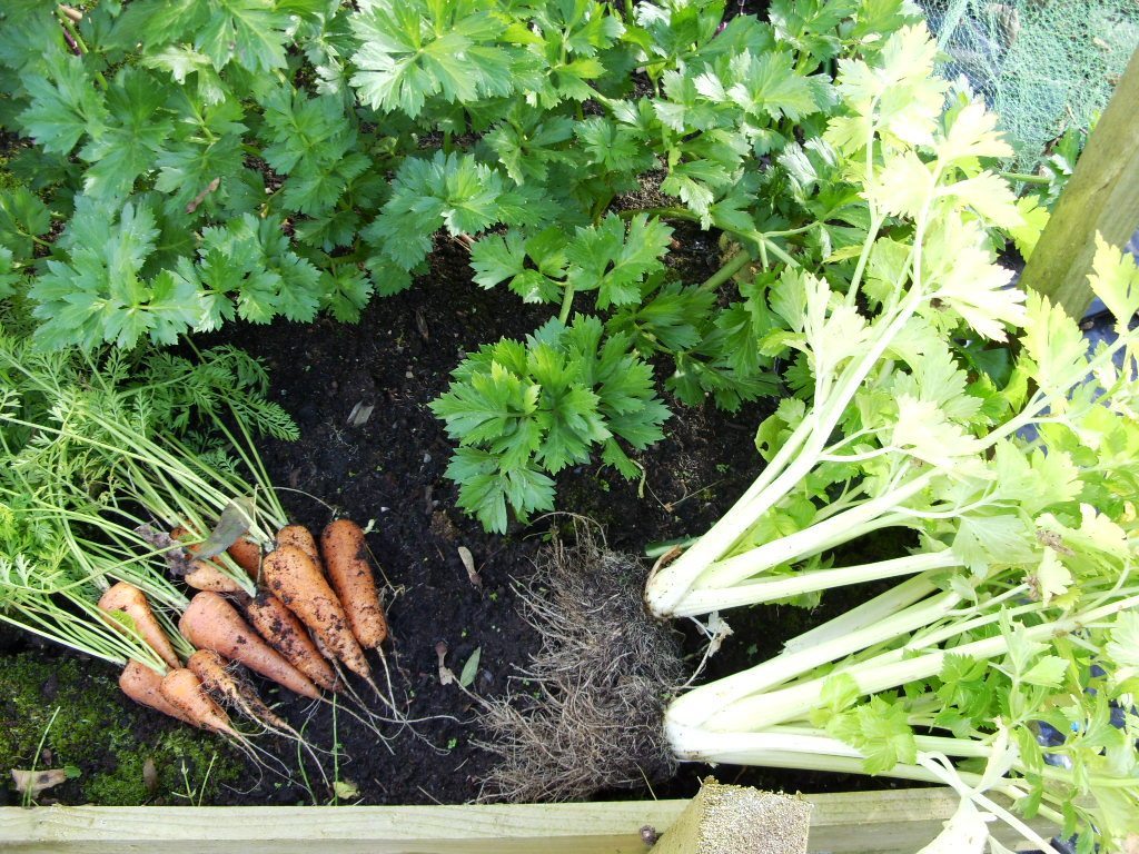 Kelli's Northern Ireland Garden Halloween in the Garden