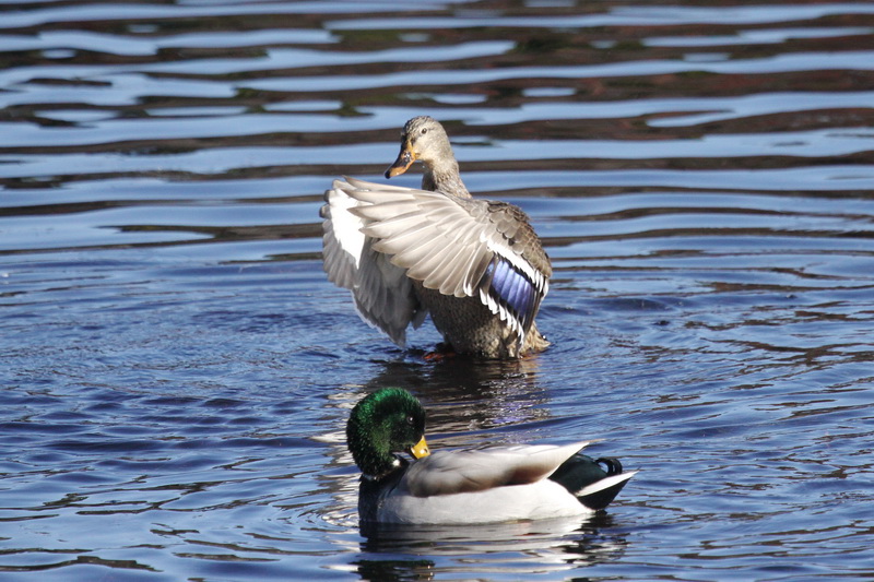 Birding Is Fun!: Mallard - Hardly a Rare Duck