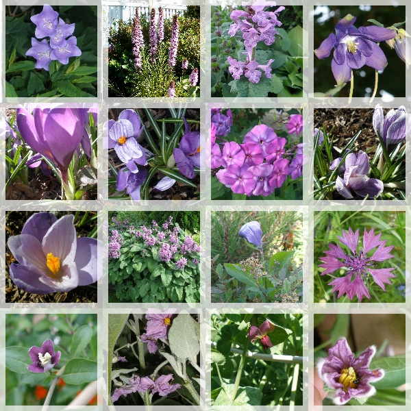 Violetit kukat