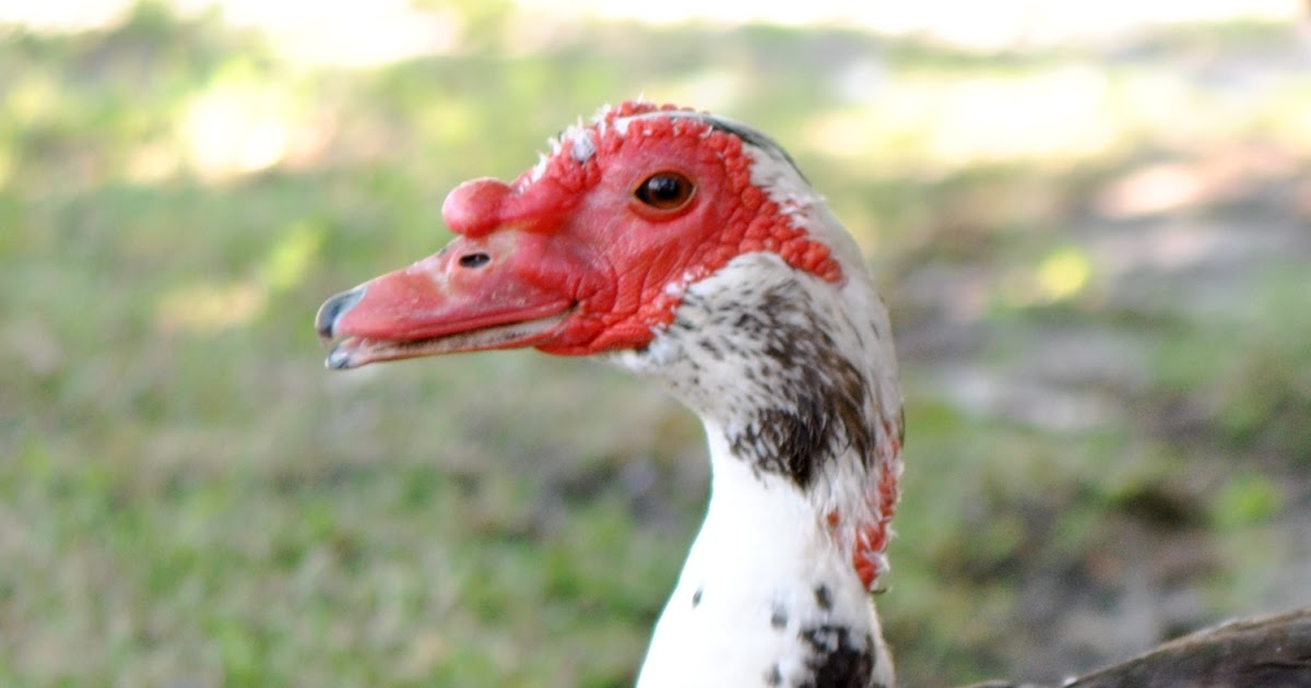 Urban Wildlife Guide Muscovy Ducks
