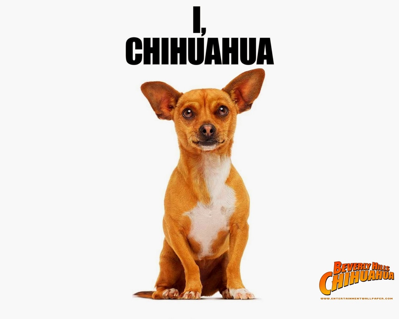 Animated Film Reviews Beverly Hills Chihuahua 2008 A
