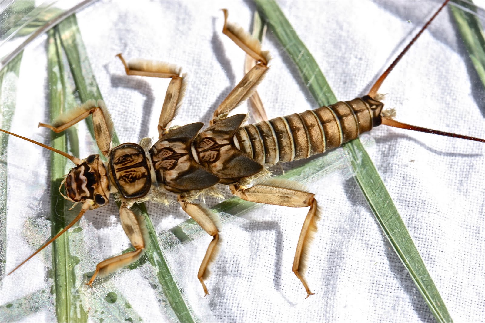 Aquatic Insects of Central Virginia Montana Insects, Part I.