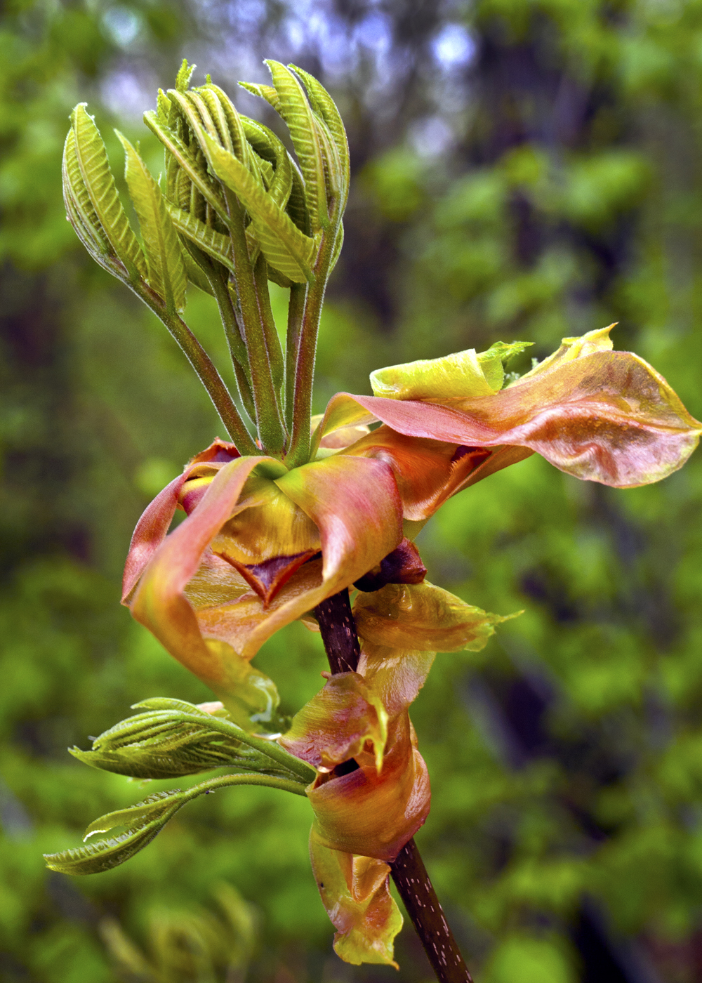 365 "One Photo a Day" Shagbark Hickory Bloom